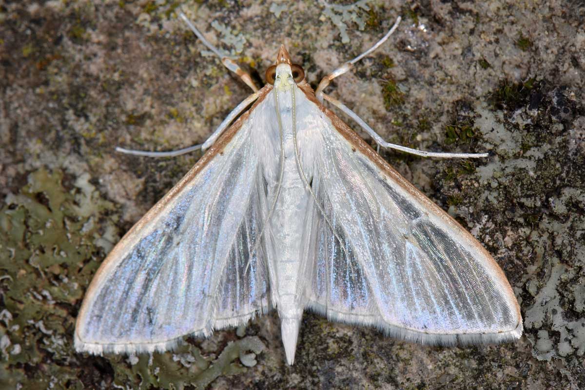 Erebidae? No, Crambidae - Palpita vitrealis